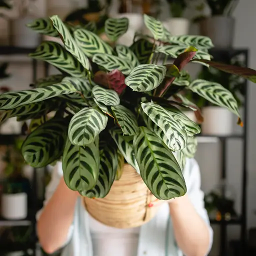 Універсальний спрей COMPO Complete®  500 мл - фото 7