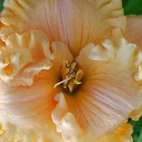 Лілійник "Heartfelt Thanks" (сортовий вкорінений в контейнері С1,2) (185983) 1 саженец - фото 1