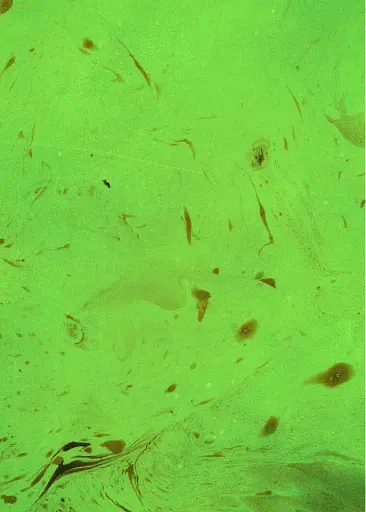 Зелене чаклунство. Як відкрити для себе магію квітів, трав, дерев, кристалів тощо - фото 5