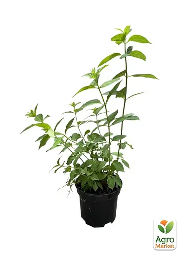 Гортензія волотиста 2-річна "Diamantino" висота саджанця 20-30см (186204) 1 саженец - фото 2