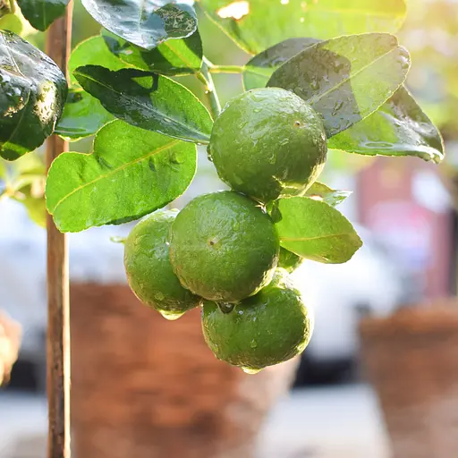 Торфосмесь для цитрусовых растений COMPO SANA® 10 л - фото 10