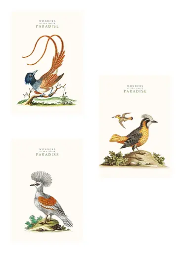 Комплект 3 шт общих тетрадей. Тетрадь Школярик А4 40 л. в линию 545 4823088203325 - фото 1