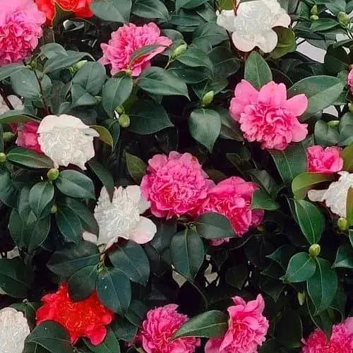 Камелия японская "Tricolor" вазон С1,5 (181740) 1 саженец - фото 1