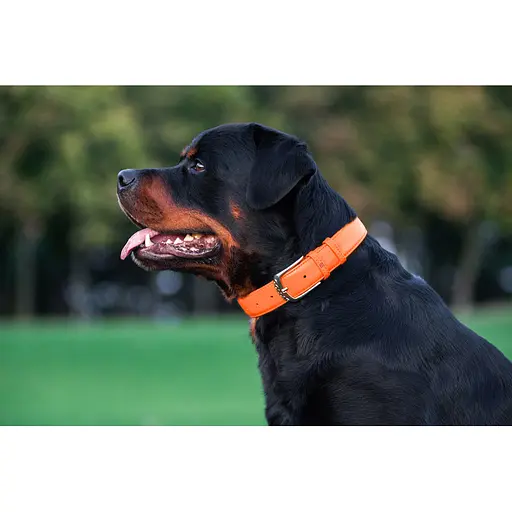 Ошейник для собак кожаный Waudog Glamour с QR-паспортом без украшений L Ш 25 мм Д 38-49 см оранжевый - фото 7
