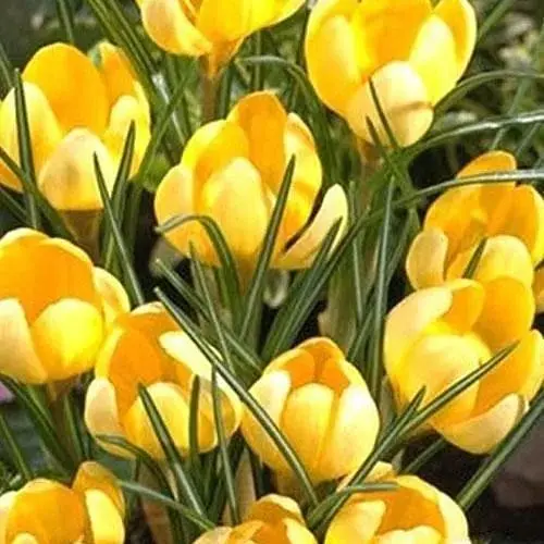 Крокус ботанический "Romance" 5 шт (17218) - фото 1