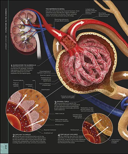 The Human Body Book - фото 12