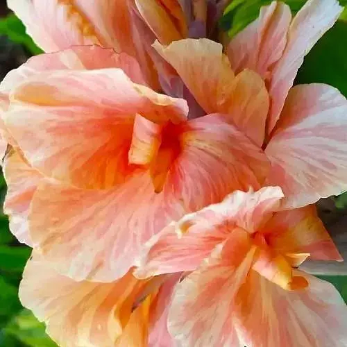 Канна «Apricot Dream» (190732) 1 шт - фото 1