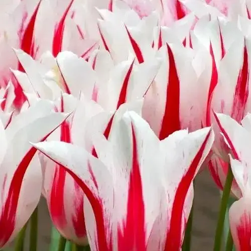 Тюльпан "Marilyn" (лилиоцветный) (186181) 2 шт - фото 1