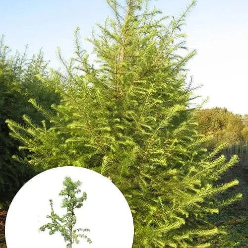 Модрина європейська Agro-Market 3-х річна Larix decidua С3 висота 40-60 см 183885 1 саджанець в упаковці - фото 1