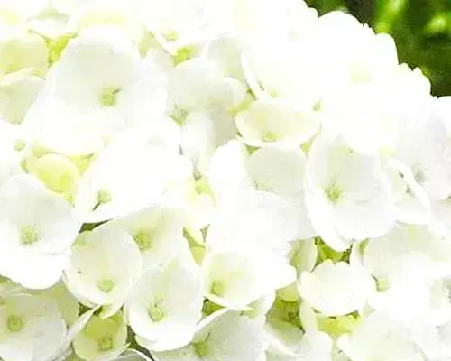 Гортензія Agro-Market First White крупнолиста 1 саджанець в упаковці (45991) - фото 3