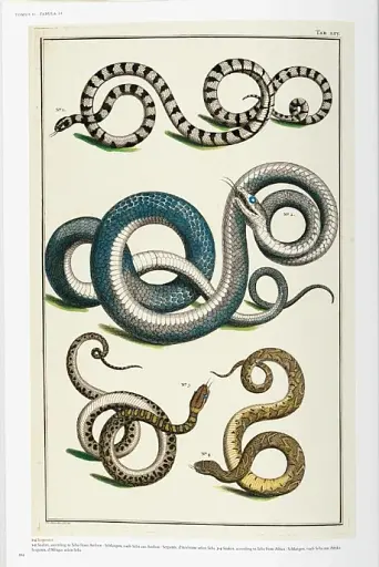 Seba. Cabinet of Natural Curiosities - фото 6