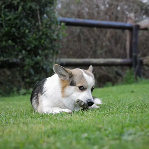 Ласощі Whimzees Alligator для собаку формі Алігатора M 12 шт. - фото 3