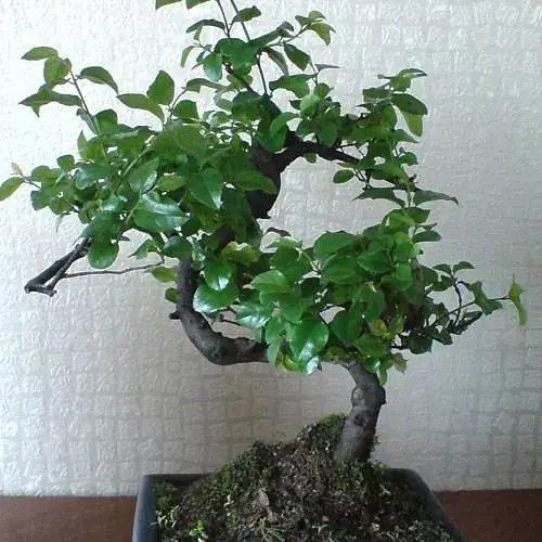Бонсай Agro-Market Sageretia thea (63543) 1 саженец в упаковке комнатный - фото 2