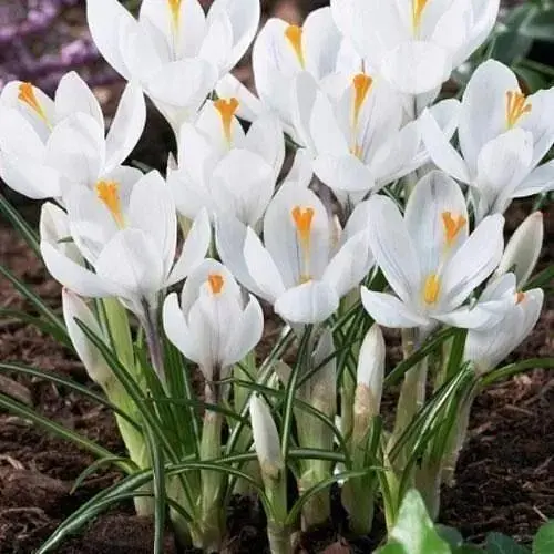 Крокус крупноцветковый "Jeanne d'Ark" (размер 7/8, большой) 5 шт (17236) - фото 1