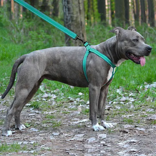 Шлея для собак Barksi Active світловідбивна (обхват грудей 45-56 см ширина 2 см) ментолова - фото 5