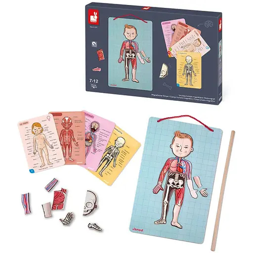 Janod Ігровий магнітний набір - Тіло людини