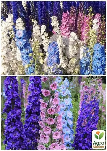 Дельфиниум "Аякса" Весна 2г (33084) - фото 4