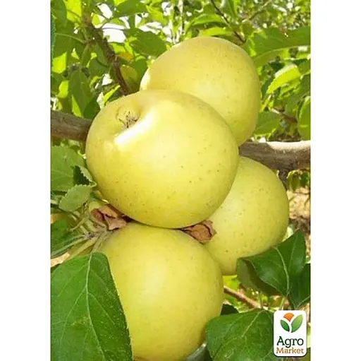 Саджанець Agro-Market Яблуня Голден Делішес укорінена в контейнері (саджанець 2 роки) 1 шт. в упаковці (99971) - фото 1