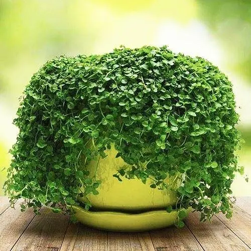 Мята Корсиканская ампельная "Mini-Mint" кашпо C3 (72038) 1 саженец в упаковке - фото 1