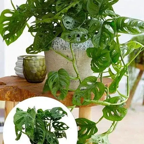 Монстера Agro-Market Adansonii (115202) 1 саженец в упаковке комнатный - фото 2