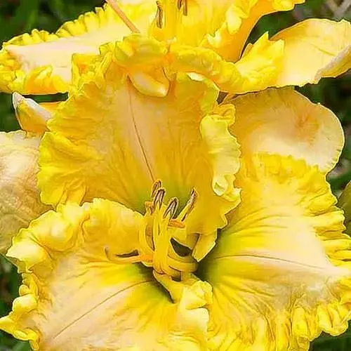 Лилейник "Diamonds for Divas" (сортовой укорененный в контейнере С1,2) (186012) 1 саженец - фото 1