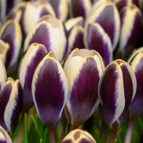 Крокус ботанічний "Panda" (186397) 3 шт - фото 1