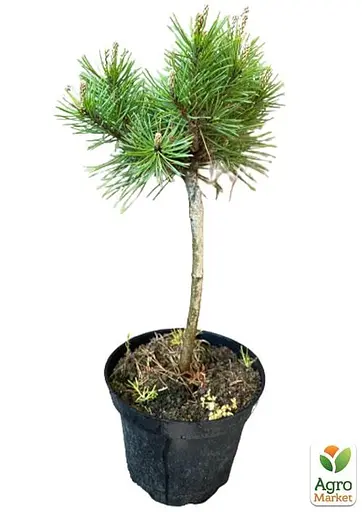 Сосна гірська на штамбі "Mops" С3 висота 30-50см (112372) 1 саджанець - фото 2