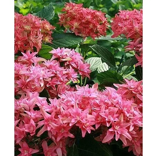 Гортензія крупнолиста 2-х річна "Princess Diana" висота саджанця 20-40см (93223) 1 саженец - фото 1