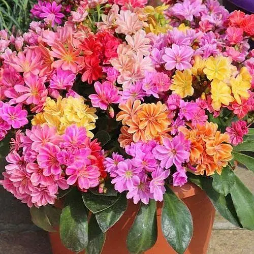 Левізія "Elise Mix" (49335) 1 шт - фото 1