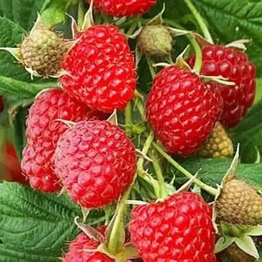 Малина Agro-Market "Cowichan" (средний срок созревания) 1-летний саженец (189470) 1 шт в упаковке - фото 1