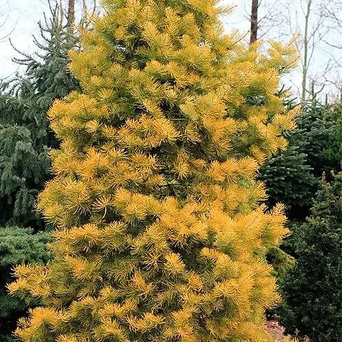 Ялиця щеплена Agro-Market 2-х річна одноколірна Wintergold С1 висота 20-25 см 187445 1 саджанець в упаковці - фото 1