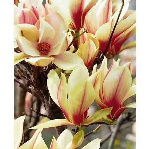 Магнолия 4-летняя "Sunrise" (высота 80-100см) (185265) 1 саженец Нидерланды - фото 1