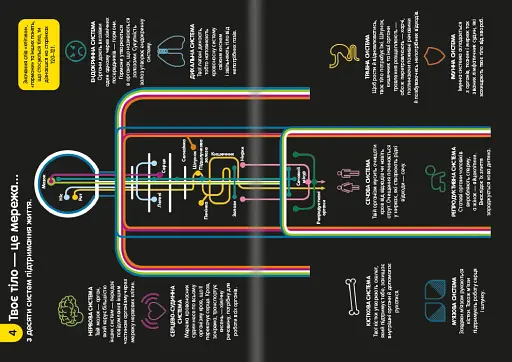100 фактів про людське тіло - фото 6
