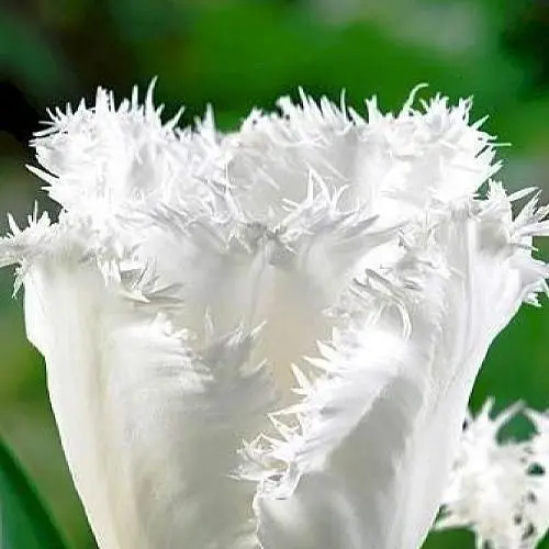 Тюльпан "Honeymoon" (размер 11/12, большой) 3 шт (39268) - фото 3
