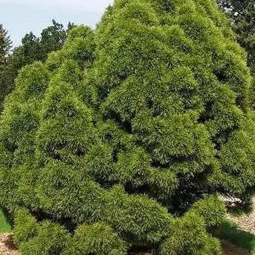 Сосна звичайна Agro-Market Globosa Viridis С7.5 висота 45-55 см 188137 1 саджанець в упаковці - фото 1