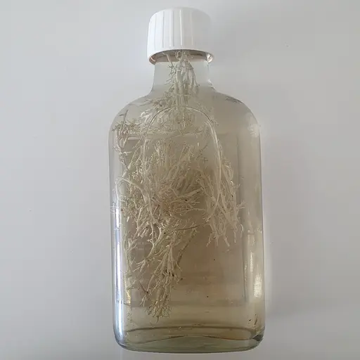 Водна настоянка на ягель оленій мох 200 мл - фото 2