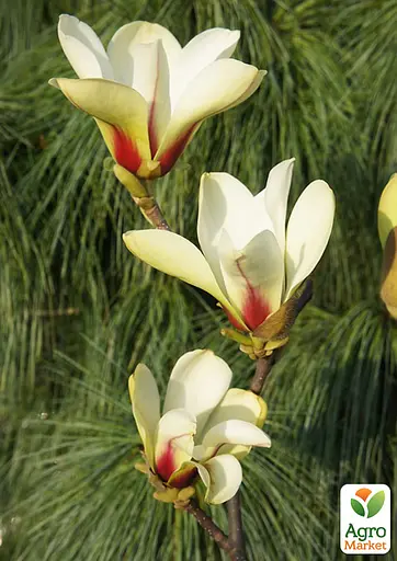 Магнолия 4-летняя "Sunrise" (высота 80-100см) (185265) 1 саженец Нидерланды - фото 4