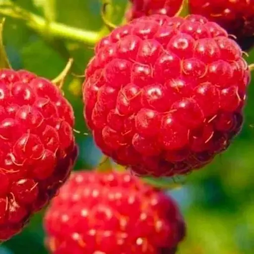 Малина Agro-Market "Феномен" (средний срок созревания, крупноплодный, неприхотливый сорт) 1-летний саженец (189481) 1 шт в упаковке - фото 1