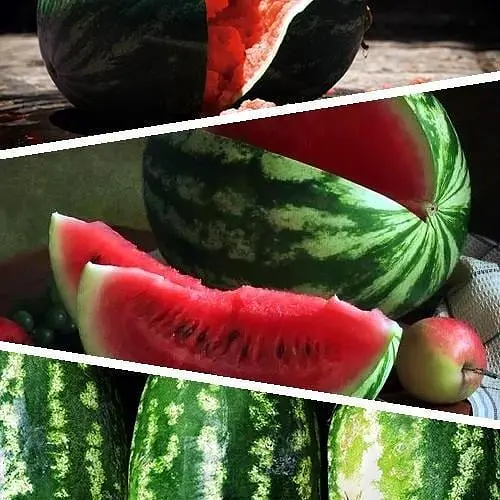 Кавун "Суміш кращих популярних сортів" ТМ "Весна"  5г (45530) - фото 1