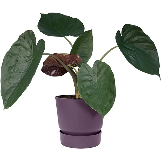 Горшок Elho greenville round 20 см сливовый (548322) - фото 4