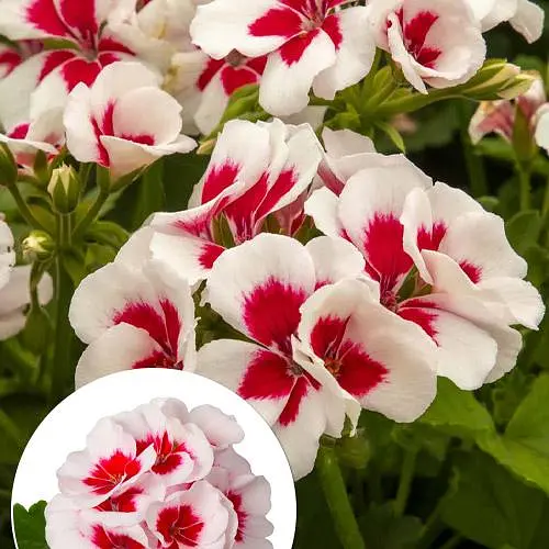 Пеларгония зональная Two in One White Splash (189854) 1 саженец - фото 2