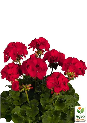 Пеларгонія зональна "Dark Red" (176645) 1 саженец - фото 2
