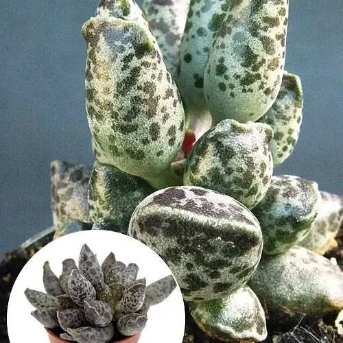 Адромискус Agro-Market Изящный (adromischus festivus) (188952) 1 саженец в упаковке (комнатный) Нидерланды - фото 1