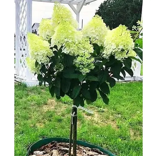 Гортензия метельчатая на штамбе "Silver Dollar" С3 высота штамба 50-70см (62316) 1 саженец - фото 1