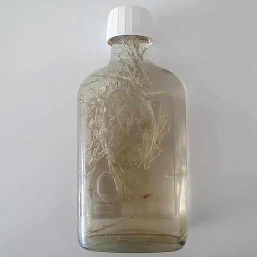 Настоянка на ягель оленій мох 200 мл - фото 2