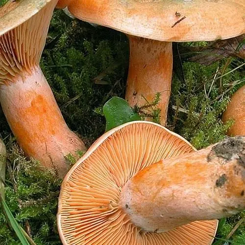 Сухий зерновий міцелій "Рижик" 10г (45505) - фото 1