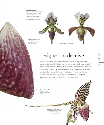 The Science of Plants - фото 16