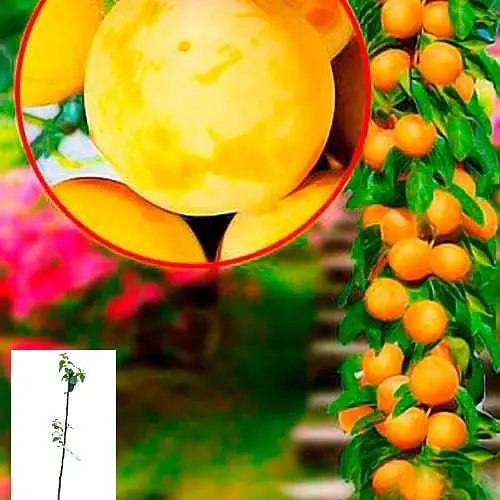 Слива колоновидна Agro-Market Жовта укорінена в контейнері саджанець 2 роки 153076 1 саджанець в упаковці - фото 1