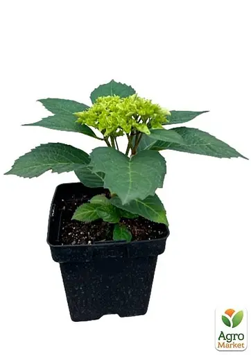 Гортензія крупнолистна 2-х річна "Vanilla Sky" висота саджанця 20-40см (103614) 1 саженец - фото 2