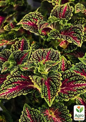 Колеус Stained Glassworks Spacecake 1 саженец (182531) - фото 3